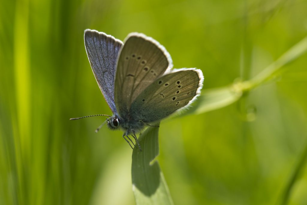 Tutte Polyommatus semiargus?